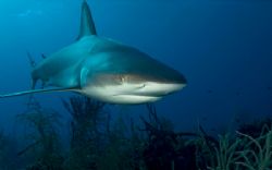 Reef Shark by Andy Lerner 